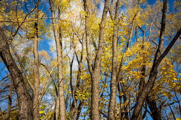 Fototapeta premium Autumn trees in the park against sky background, Queenstown, South Island, New Zealand
