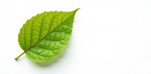 Fototapeta premium Close-up of a single tree leaf on a white background, with intricate veins and edges, nature, leaf, foliage