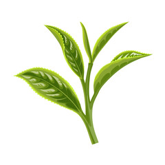Illustration of fresh green tea leaves, scientific name camellia sinensis, isolated on white background.