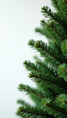 Branches of fir Christmas tree against white wall background, needle, spruce, green