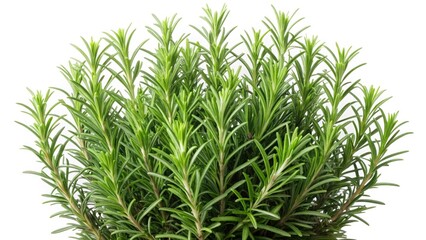 Fototapeta premium Rosemary Bush, Herbal Plant, Salvia Rosmarinus, Culinary Herb, Aromatic Plant, Medicinal Herb, Isolated Rosemary PNG, High-Resolution Rosemary Image