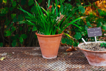 Green plants growing in garden. Flowers in red pot on metal table. Fresh long leafy plant in orange pot in greenhouse, hothouse. Gardening outdoors.