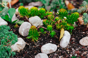 Green succulent leaves, succulents plants and rocks in a Japanese garden, park.