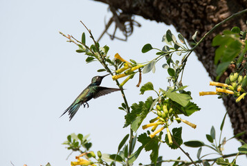 Colibrí en Flor 
