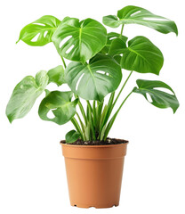 PNG Swiss cheese plant houseplant leaves leaf.