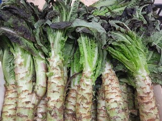 Celtuce vegetable. Chinese lettuce vegetables.  Celery lettuce green organic healthy vegetable raw food.