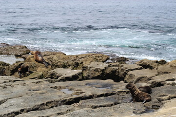 baby sea lions on rocks along the coast