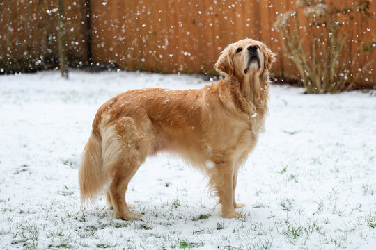 Golden retriever dog outside looking up as snow falls on and around him in the yard. 