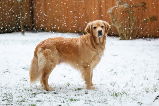 Pretty golden retriever dog stands outside in the snow. 