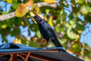 grackle crackling on umbrella