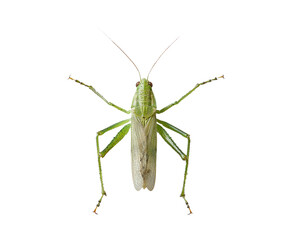 Grasshopper Isolated on Transparent Background