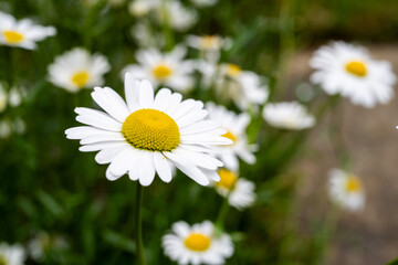 Obraz premium Chamomile daisy flowers slow movement, shallow depth of field.