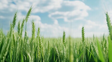 Obraz premium Green wheat field under a sunny sky