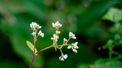 Persicaria chinensis (Polygonum chinense, creeping smartweed, Chinese knotweed). Has been used as Chinese traditional medicine to treat ulcer, eczema, stomachache, various inflammatory skin disease