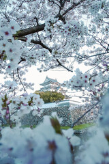 A Japanese castle with cherry blossoms in the morning light