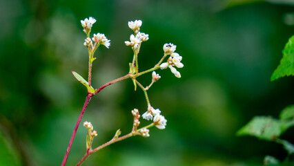Persicaria chinensis (Polygonum chinense, creeping smartweed, Chinese knotweed). Has been used as Chinese traditional medicine to treat ulcer, eczema, stomachache, various inflammatory skin disease
