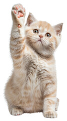 Obraz premium PNG Cat kitten cute pet.