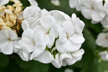 white flowers of a tree