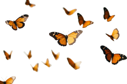 PNG Butterflies flying butterfly orange invertebrate.