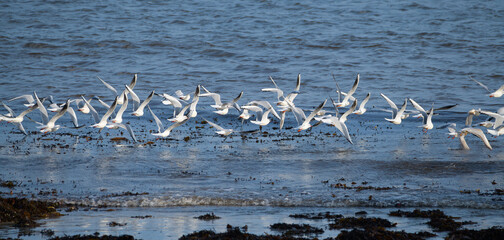 Groupe de mouettes rieuses au-dessus de la mer en Bretagne - France
