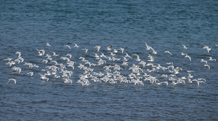 Groupe de mouettes rieuses au-dessus de la mer en Bretagne - France