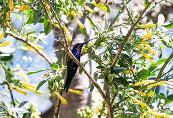 Colibrí Azul © Robert