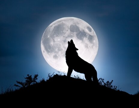 遠吠え Images – Browse 518 Stock Photos, Vectors, and Video