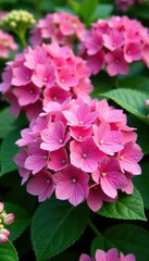 Fototapeta premium Close-up of large pink hydrangea blooms among lush garden flowers and leaves, bloom, nature, pink