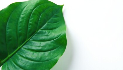 Close-up of Monstera leaves with intricate details on white, monstera, white, closeup