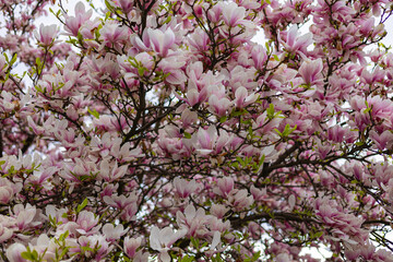 Close-up view of magnolia blossoms with fresh green leaves in full bloom on a spring day. Nature, inspiration, spring renewal and botanical photography aesthetics