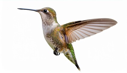 Fototapeta premium Young male ruby-throated hummingbird isolated on white background, detailed wildlife cutout with copy space.. Juvenile male ruby-throated hummingbird isolated on a white background.