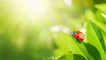 Fototapeta premium Wide format background image of fresh juicy green leaves and ladybug lit by rays of sun in nature with space for text. 