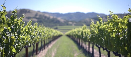Naklejka premium Lush green vineyard rows stretch towards distant hills under a bright sky.