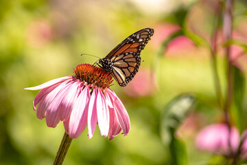Monarch butterfly feeding in pollinating flowers during shiny sunny day