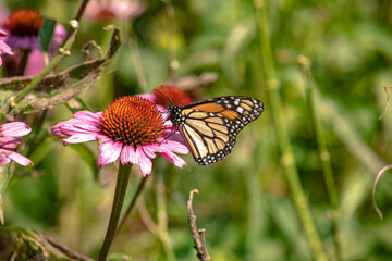 Monarch butterfly feeding in pollinating flowers during shiny sunny day