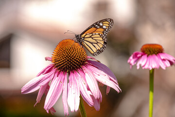 Monarch butterfly feeding in pollinating flowers during shiny sunny day