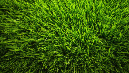 close up grass structure texture pattern wallpaper