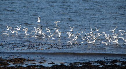 Groupe de mouettes rieuses au-dessus de la mer en Bretagne - France