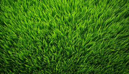 close up grass structure texture pattern wallpaper