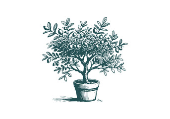 Sidr tree hand drawn sketch vector
