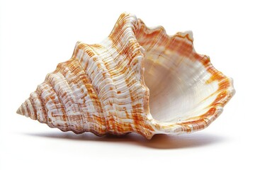 Obraz premium Elegant Spiral Shell with Striking Stripes and Textures on a White Background for Natural and Coastal Themes
