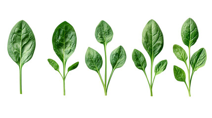Fototapeta premium Fresh Baby Spinach Leaves Healthy Green Superfood, isolated on transparent background png 