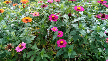 Beautiful colorful Zinnia elegans flowers
