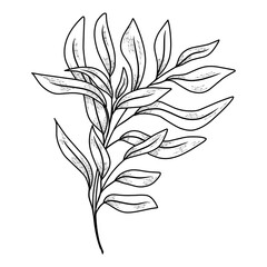 Elegant hand-drawn leaf illustration. Detailed black and white illustration of leaves, perfect for botanical prints and nature-inspired decor.
