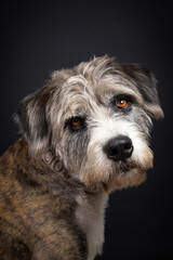 Mixed breed dog portrait on black background