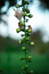 The flowers of Barringtonia acutangula are predominantly nocturnal, opening at dusk and releasing a sweet fragrance to attract pollinators such as moths and bats.
Buoyant Fruits: The tree produces lar
