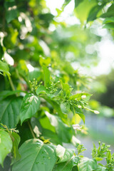 passion, and beauty.   
Cultural Significance: It has been used in various cultural traditions, including as a decorative element in festivals and ceremonies.
