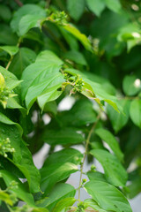 Obraz premium passion, and beauty. &nbsp; Cultural Significance: It has been used in various cultural traditions, including as a decorative element in festivals and ceremonies. 