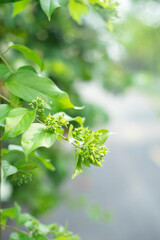 passion, and beauty.   
Cultural Significance: It has been used in various cultural traditions, including as a decorative element in festivals and ceremonies.
