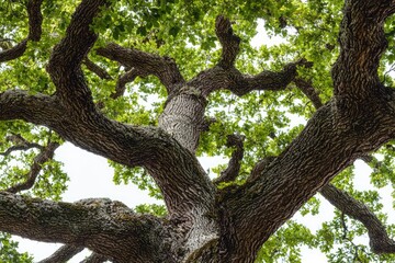 Majestic Tree Canopy with Intricate Branches and Lush Green Leaves Captured from Ground View Against a Bright Sky Background